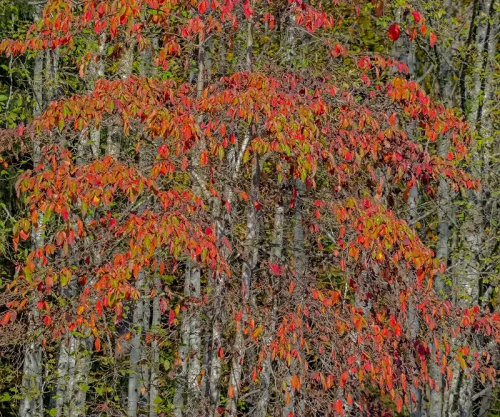 Framed Print : USA, Washington State, Snoqualmie cherry trees in red with backdrop of Alder Tree Trunks Framed Print : USA, Washington State, Snoqualmie cherry trees in red with backdrop of Alder Tree Trunks