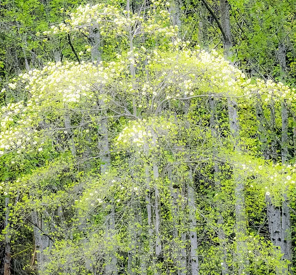 USA, Washington State, Snoqualmie forest edge in spring with dogwoods blooming