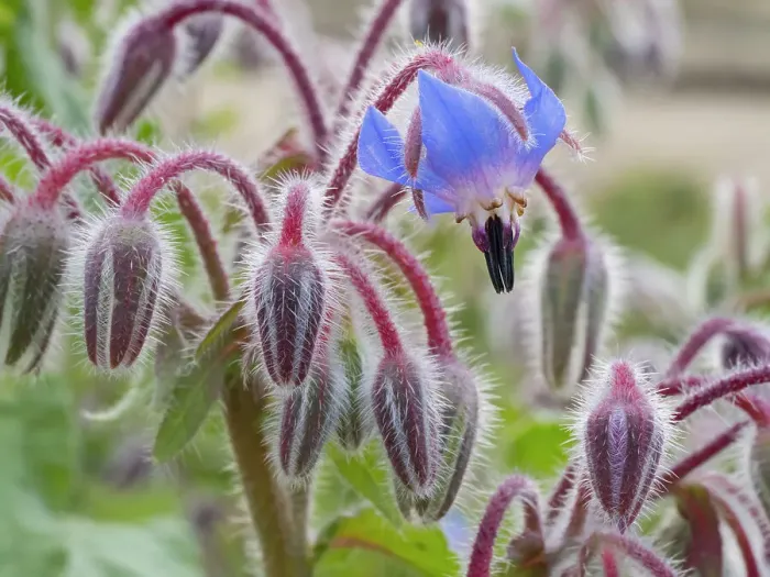 Framed Print : Usa, Washington State. Snoqualmie Valley, backlit Borage close-up Framed Print : Usa, Washington State. Snoqualmie Valley, backlit Borage close-up