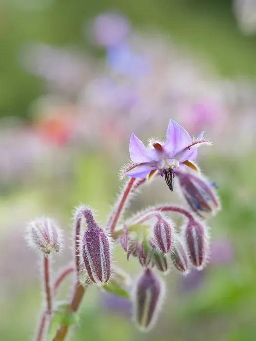 Framed Print : Usa, Washington State. Snoqualmie Valley, backlit Borage close-up