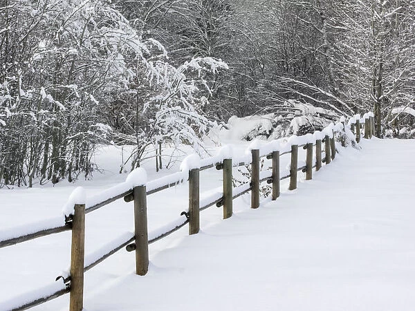 USA, Washington State. Snow covered fence