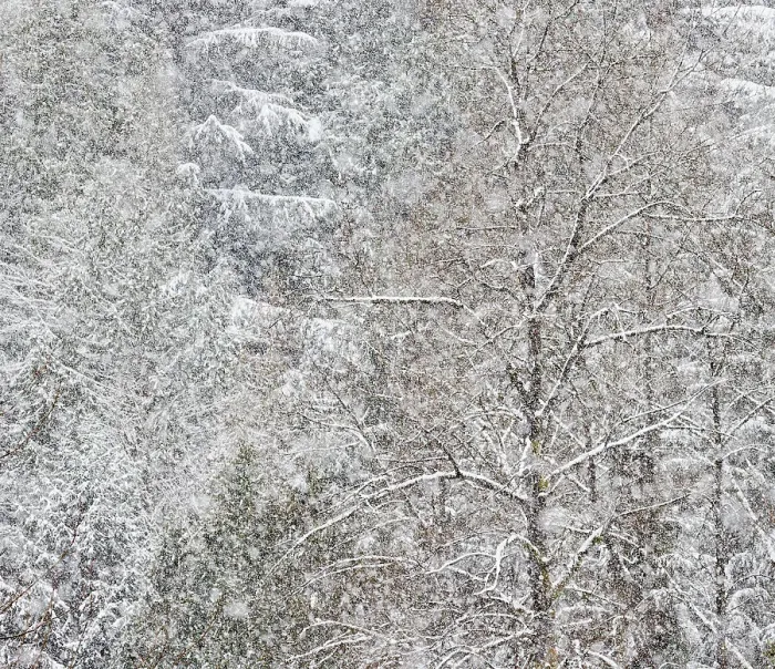 Framed Print : USA, Washington State. Snow falling on hardwoods and evergreen trees Framed Print : USA, Washington State. Snow falling on hardwoods and evergreen trees