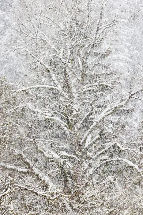 Framed Print : USA, Washington State. Snow falling on hardwoods and evergreen trees Framed Print : USA, Washington State. Snow falling on hardwoods and evergreen trees