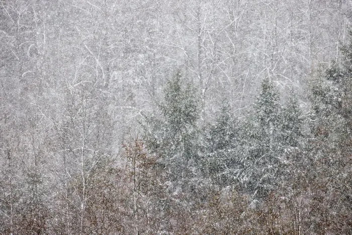 Framed Print : USA, Washington State. Snow falling on hardwoods and evergreen trees