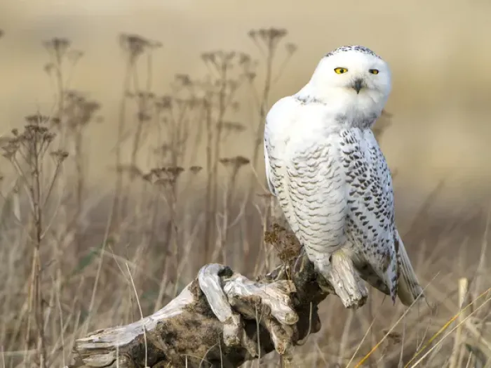 Framed Print : USA, Washington state. A Snowy Owl (Bubo scandiacus) sits on a perch, actively searching Framed Print : USA, Washington state. A Snowy Owl (Bubo scandiacus) sits on a perch, actively searching