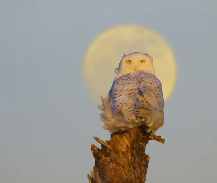 Framed Print : USA, Washington state. A Snowy Owl (Bubo scandiacus) sits on a perch at sunset, with Framed Print : USA, Washington state. A Snowy Owl (Bubo scandiacus) sits on a perch at sunset, with
