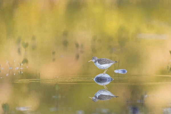 USA, Washington State. A Spotted Sandpiper (Actitis macularius) on a pond rock perch