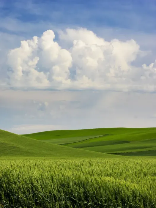 Framed Print : USA, Washington State. Spring fields of wheat, peas and barley Framed Print : USA, Washington State. Spring fields of wheat, peas and barley