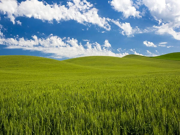 USA, Washington State. Spring fields of wheat, peas and barley