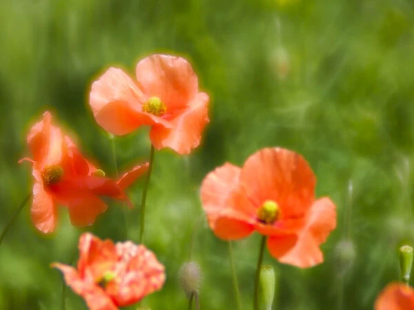 USA, Washington State, Spring Fire Poppies close up