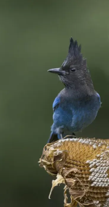 Framed Print : USA. Washington State. Stellers Jay (Cyanocitta stelleri) collects sunflower