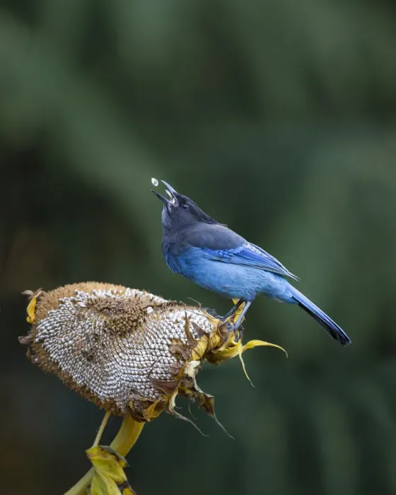 Framed Print : USA. Washington State. Stellers Jay (Cyanocitta stelleri) collects sunflower Framed Print : USA. Washington State. Stellers Jay (Cyanocitta stelleri) collects sunflower