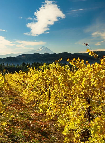 USA, Washington State, Stevenson. Morning light on the changing fall colors of a Columbia