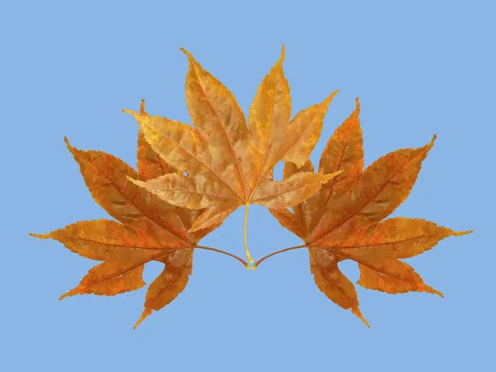 Framed Print : USA, Washington State. Still-life of three colorful maple leaves on blue background Framed Print : USA, Washington State. Still-life of three colorful maple leaves on blue background