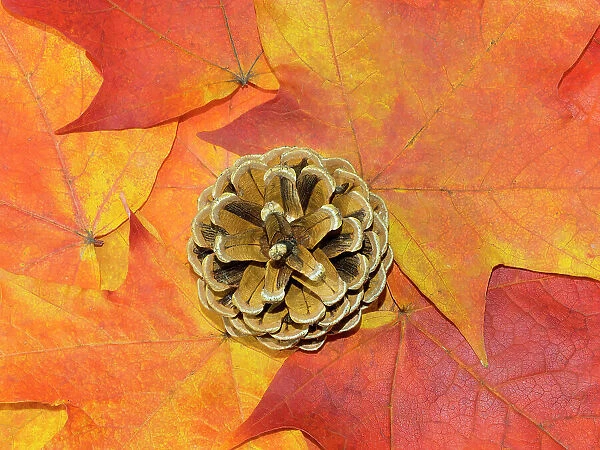 USA, Washington State. Still-life of pine cone and autumn colored maple leaves
