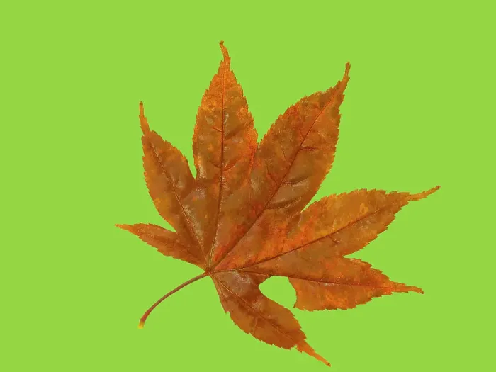 Framed Print : USA, Washington State. Still-life of red Maple leaf on lime colored background Framed Print : USA, Washington State. Still-life of red Maple leaf on lime colored background