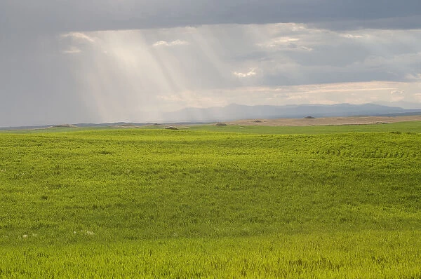 USA, Washington State. Storm clouds and sunrays over wheat fields in May