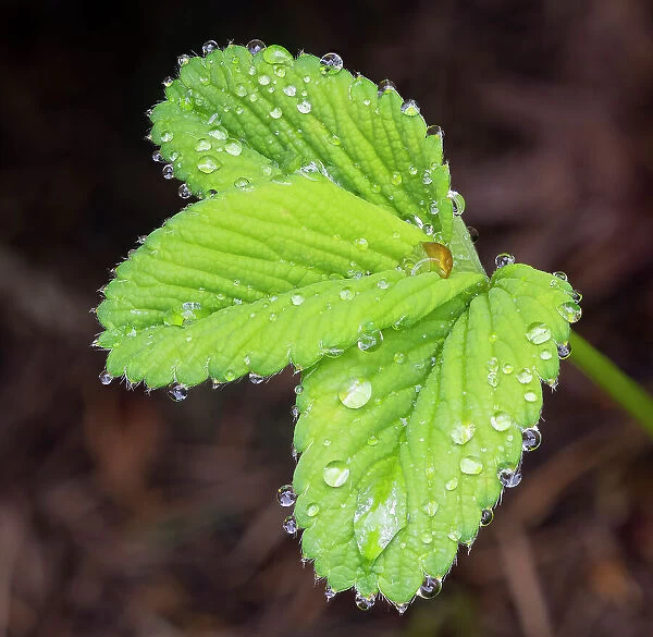 USA, Washington State. Strawberry leaves with raindrops