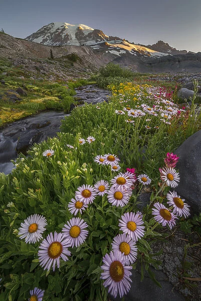 USA, Washington State. Subalpine (Mountain) Daisy (Erigeron peregrinus) and other