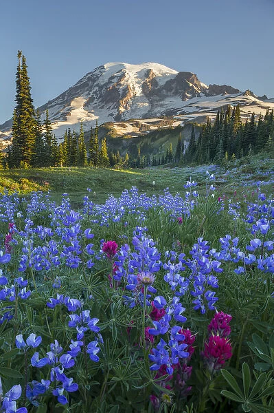USA, Washington State. Subalpine paintbrush and lupine wildflowers and Mt. Rainier at Mazama Ridge