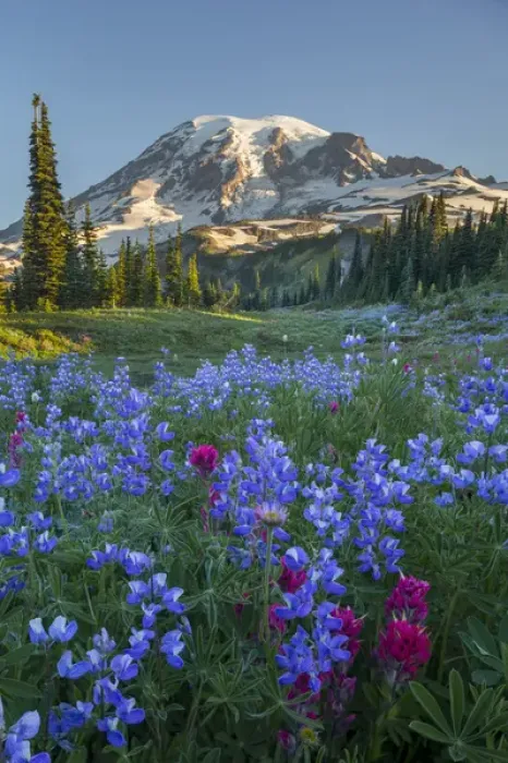 Framed Print : USA, Washington State. Subalpine paintbrush and lupine wildflowers and Mt. Rainier at Mazama Ridge Framed Print : USA, Washington State. Subalpine paintbrush and lupine wildflowers and Mt. Rainier at Mazama Ridge