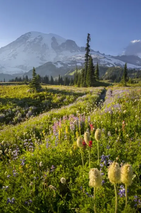 Framed Print : USA, Washington State. Subalpine pasque flower, paintbrush and lupine wildflowers and Mt Framed Print : USA, Washington State. Subalpine pasque flower, paintbrush and lupine wildflowers and Mt