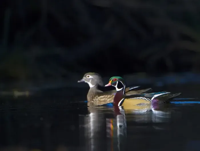 Framed Print : USA, Washington State. Sunlit male and female Wood Ducks (Aix sponsa) in breeding plumage on a calm Framed Print : USA, Washington State. Sunlit male and female Wood Ducks (Aix sponsa) in breeding plumage on a calm