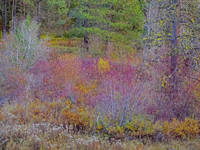 Framed Print : USA, Washington State, Swauk Creek just off of Highway 97 with fall colors on Vine Maple and native bush dogwood Framed Print : USA, Washington State, Swauk Creek just off of Highway 97 with fall colors on Vine Maple and native bush dogwood