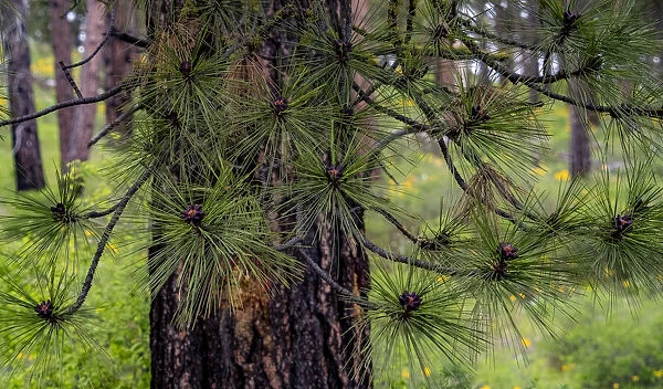 USA, Washington State, Table Mountain eastern Cascade Mountains and Ponderosa Pine