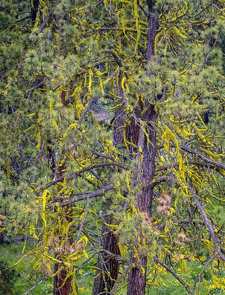 USA, Washington State, Table Mountain eastern Cascade Mountains yellow lichen on Ponderosa Pine