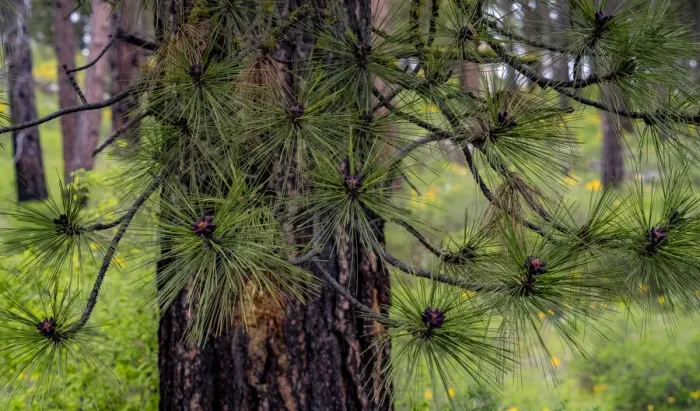Framed Print : USA, Washington State, Table Mountain eastern Cascade Mountains and Ponderosa Pine