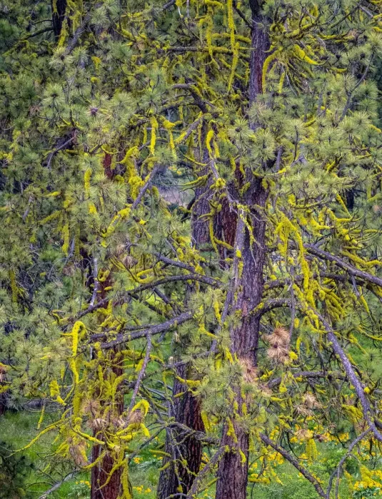 Framed Print : USA, Washington State, Table Mountain eastern Cascade Mountains yellow lichen on Ponderosa Pine