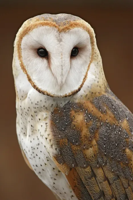 Framed Print : USA, Washington State, Tacoma. Close-up of barn owl at Point Defiance Zoo. ©Don Paulson / Jaynes Gallery / DanitaDelimont.com Framed Print : USA, Washington State, Tacoma. Close-up of barn owl at Point Defiance Zoo. ©Don Paulson / Jaynes Gallery / DanitaDelimont.com