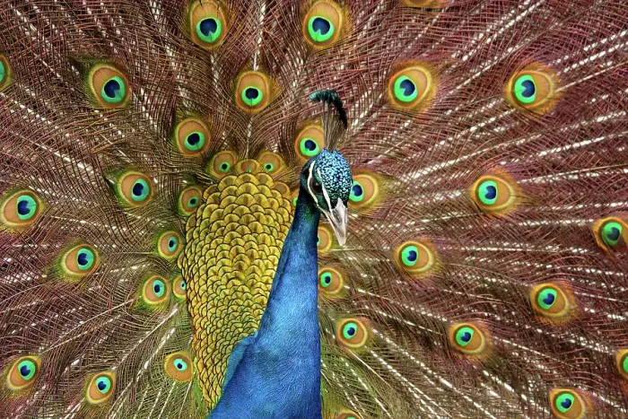 Framed Print : USA, Washington State, Tacoma. Close-up of displaying peacock at Point Defiance Zoo. ©Don Paulson  /  Jaynes Gallery  /  DanitaDelimont.com