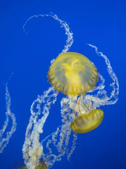 Framed Print : USA, Washington State, Tacoma, Point Defiance Zoo. Jellyfish in tank