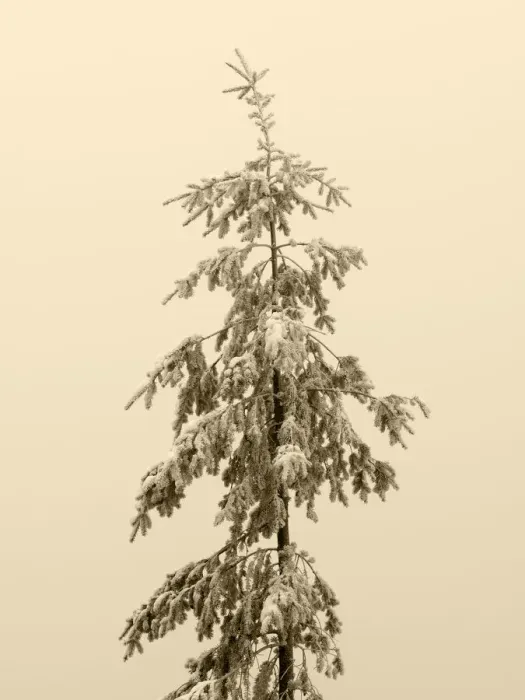 Framed Print : USA, Washington State. Tiger Mountain, snow covered fir tree Framed Print : USA, Washington State. Tiger Mountain, snow covered fir tree