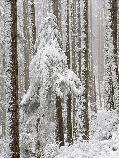 USA, Washington State. Tiger Mountain, snow covered trees