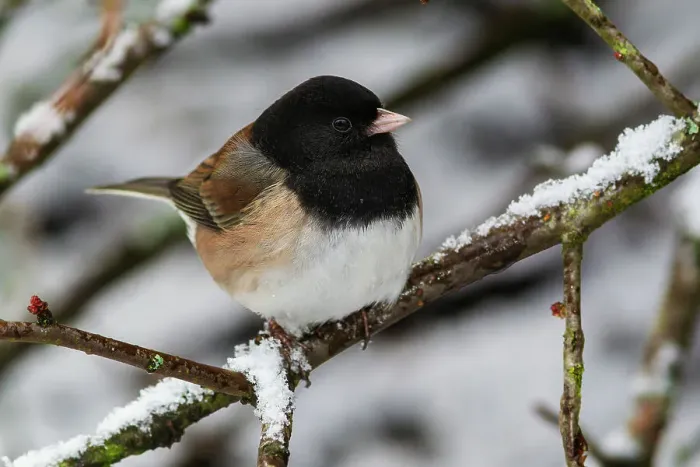 Framed Print : USA, Washington State. Titlow Park, dark-eyed Junco (Oregon Race), winter snow