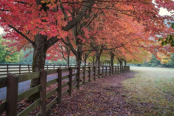 USA, Washington State. Trees in fall colors and fence