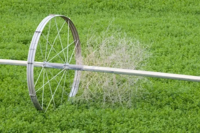 Framed Print : USA, Washington State. Tumbleweed and irrigation sprinkler