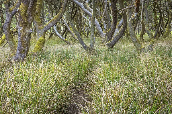 USA, Washington State, Twin Harbors State Park. Shore pine trees and European beachgrass