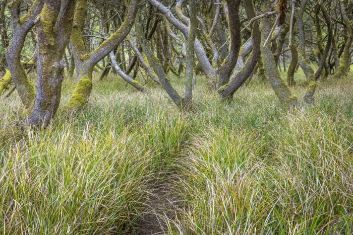 Framed Print : USA, Washington State, Twin Harbors State Park. Shore pine trees and European beachgrass Framed Print : USA, Washington State, Twin Harbors State Park. Shore pine trees and European beachgrass