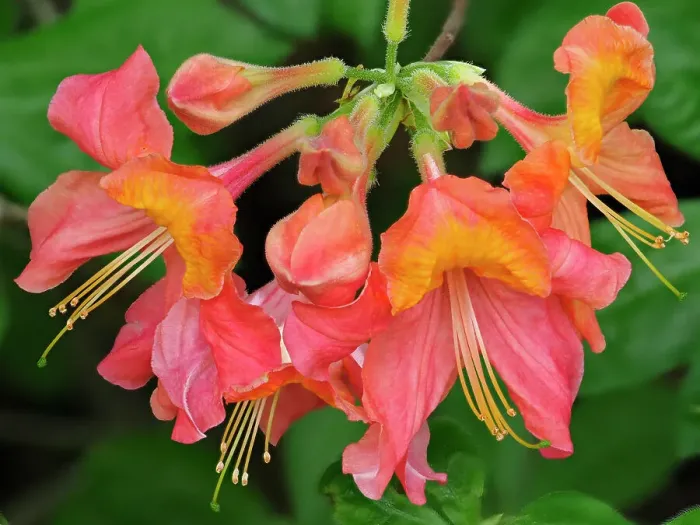 Framed Print : Usa, Washington State, Underwood. Orange flame azalea flower Framed Print : Usa, Washington State, Underwood. Orange flame azalea flower