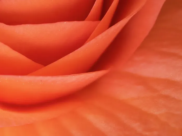 Framed Print : Usa, Washington State, Underwood. Orange ranunculus flower close-up Framed Print : Usa, Washington State, Underwood. Orange ranunculus flower close-up