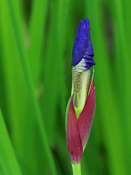 Usa, Washington State, Underwood. Iris flower bud