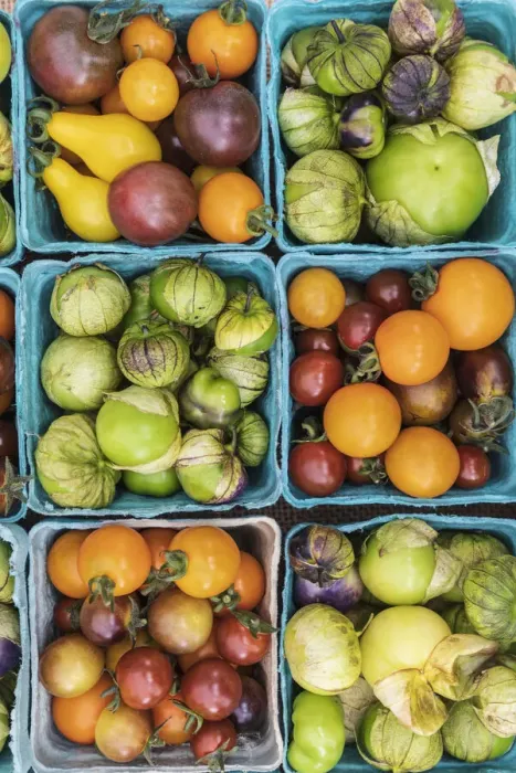 Framed Print : USA, Washington State, Vancouver. Fresh heirloom tomatoes for sale at a farmers market