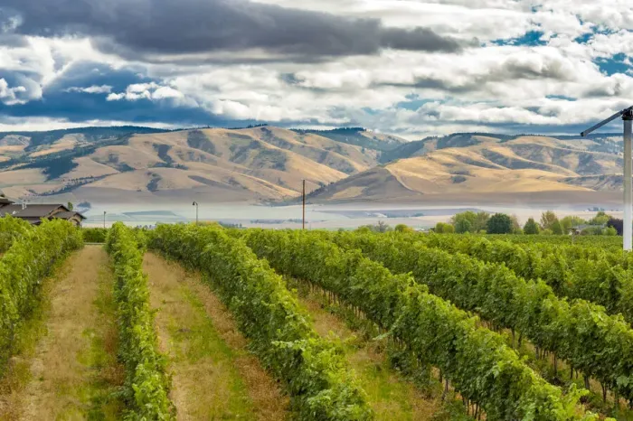 Framed Print : USA, Washington State, Walla Walla. Pepper Bridge Vineyard with Blue Mountains in Framed Print : USA, Washington State, Walla Walla. Pepper Bridge Vineyard with Blue Mountains in