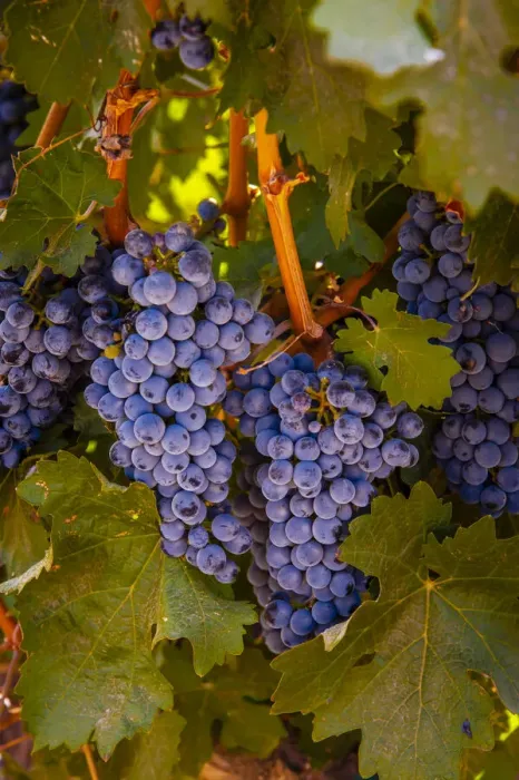 Framed Print : USA, Washington State, Walla Walla. Clusters of Cabernet Sauvignon gather sunlight hours Framed Print : USA, Washington State, Walla Walla. Clusters of Cabernet Sauvignon gather sunlight hours