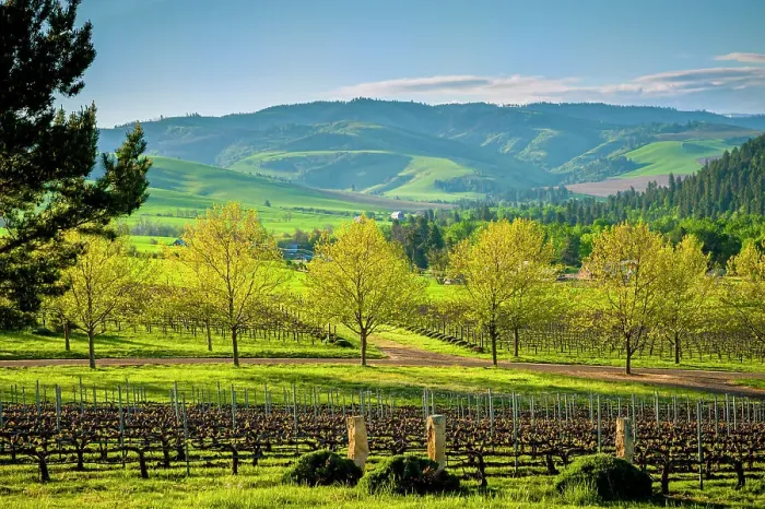 Framed Print : USA, Washington State, Walla Walla. Spring morning on Figgins Estate Vineyard in Walla Walla's Mill Creek district. (Editorial Use Only) Framed Print : USA, Washington State, Walla Walla. Spring morning on Figgins Estate Vineyard in Walla Walla's Mill Creek district. (Editorial Use Only)