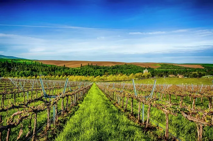 Framed Print : USA, Washington State, Walla Walla. Spring morning on Figgins Estate Vineyard in Walla Walla's Mill Creek district. (Editorial Use Only) Framed Print : USA, Washington State, Walla Walla. Spring morning on Figgins Estate Vineyard in Walla Walla's Mill Creek district. (Editorial Use Only)